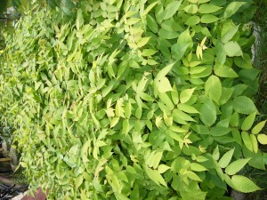 plants de noyer cendr (jugland cinerea) issu de pollen et  pistil selectionns